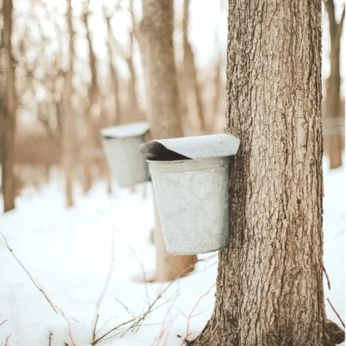 Organic Maple Syrup 8 oz Farmhouse Bottle - Image 2