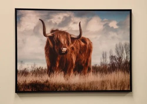 Long Horn Steer Canvas Print ~20"x30"